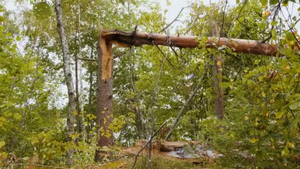 Statische Opname Van Gebroken Bos Krachtige Orkaan — Stockvideo