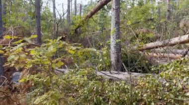 Steadicam atış sonra güçlü kasırga kırık orman