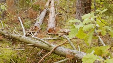 Güçlü kasırga sonra kırık ormanın panoramik çekim