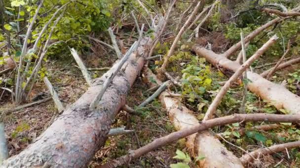 Steadicam Βολή Του Σπασμένα Δάσος Μετά Από Ισχυρό Τυφώνα — Αρχείο Βίντεο