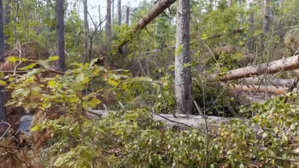 Steadicam Coup Feu Forêt Brisée Après Puissant Ouragan — Video