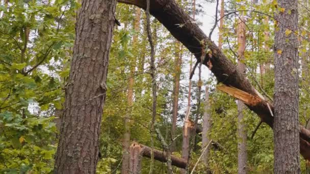 强飓风后破碎森林全景拍摄 — 图库视频影像