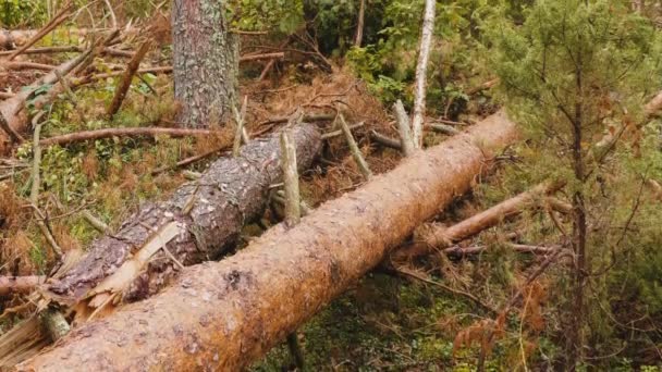 強力なハリケーン後壊れた森のパノラマ撮影 — ストック動画
