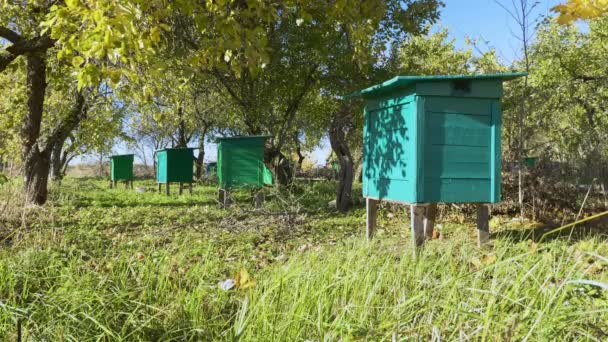 秋のリンゴ園で蜂蜜ミツバチの巣箱の静的なショット — ストック動画