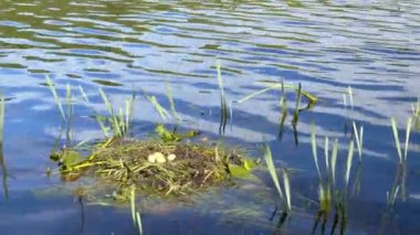 Erken baharda su yüzeyinde yüzen kuş yumurtaları ile yuva