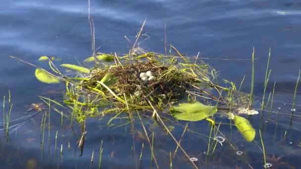 Nest Bird Eggs Floating Surface Water Early Spring — Stock Video