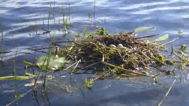 Nid avec œufs d'oiseaux flottant à la surface de l'eau au début du printemps 