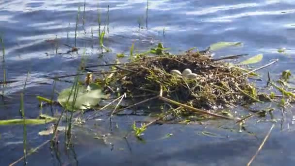 Nest Mit Vogeleiern Die Frühjahr Auf Der Wasseroberfläche Treiben — Stockvideo