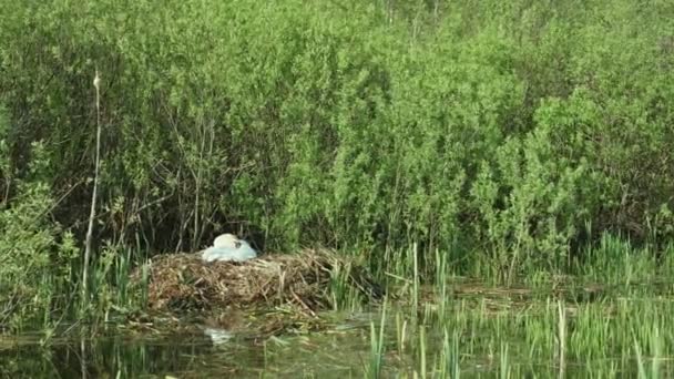 Vrouwelijke Zwaan Inleggen Uitbroeden Toekomst Van Kuikens Reed Nest — Stockvideo