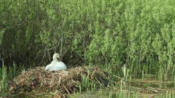 Vrouwelijke Zwaan Inleggen Uitbroeden Toekomst Van Kuikens Reed Nest — Stockvideo