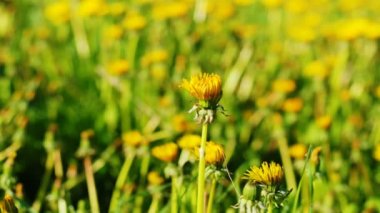 Bahar alanında sabah erken saatlerde çiçek açan karahindiba zaman atlamalı atış