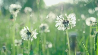 Bahar alanında sabah çiy damlaları ile doğal yeşil çim ve eski Blowball