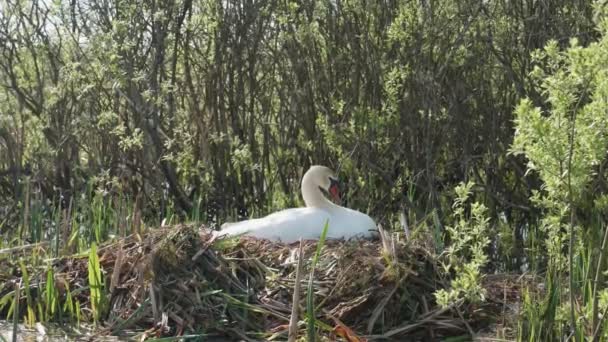 Cygne Femelle Incube Avenir Des Poussins Sur Nid Roseau — Video