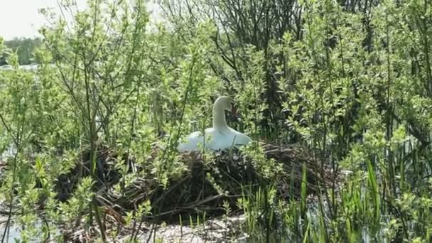 Vrouwelijke Zwaan Inleggen Uitbroeden Toekomst Van Kuikens Reed Nest — Stockvideo