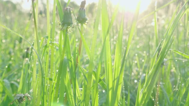 Naturalna Zielona Trawa Stara Blowball Poranną Kroplą Rosy Polu Wiosennym — Wideo stockowe