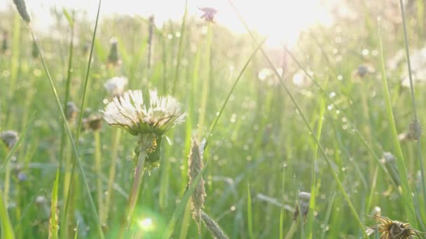 春のフィールドに朝露滴と自然緑の草と古いブローボール — ストック動画