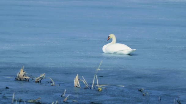 Видеосъемка Лебедей Зимнем Ледяном Озере — стоковое видео