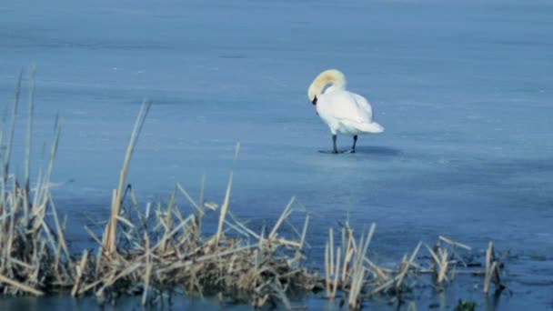 Captura Vídeo Cisnes Lago Hielo Invierno — Vídeo de stock