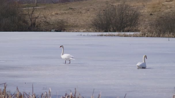 Wideo Strzał Łabędzie Zimowe Jezioro Lodowe — Wideo stockowe