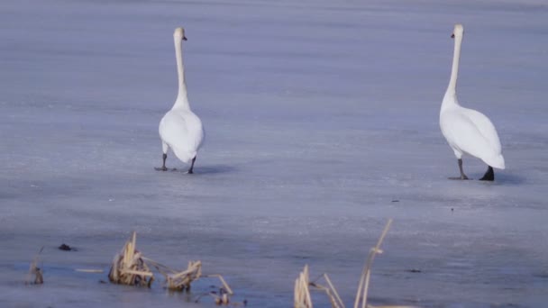 Wideo Strzał Łabędzie Zimowe Jezioro Lodowe — Wideo stockowe