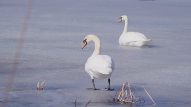 Videoaufnahme Von Schwänen Auf Winterlichem Eissee — Stockvideo