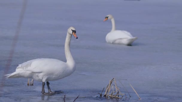 Vídeo Cisnes Lago Gelo Inverno — Vídeo de Stock