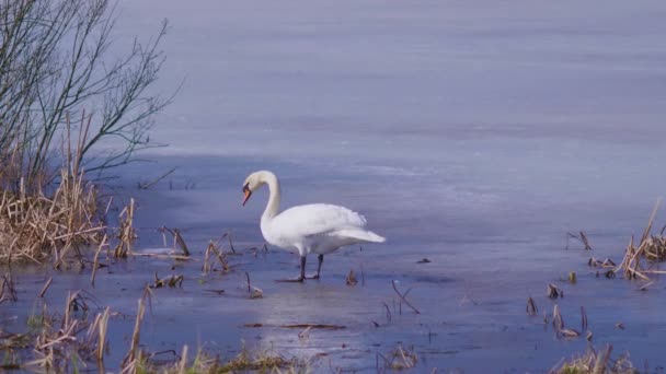 Captura Vídeo Cisnes Lago Hielo Invierno — Vídeo de stock