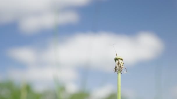 Concepto Disparo Última Semilla Diente León Año Más Tarde Esta — Vídeos de Stock