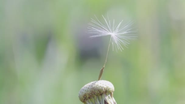 タンポポの最後の種のコンセプトショット この種は この美しい春の花で新しい生活を開始します — ストック動画