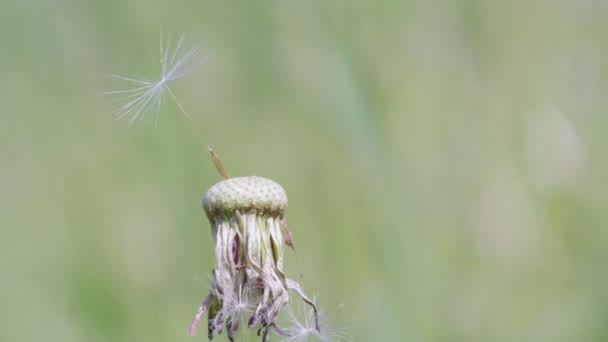 Concepto Disparo Última Semilla Diente León Año Más Tarde Esta — Vídeos de Stock