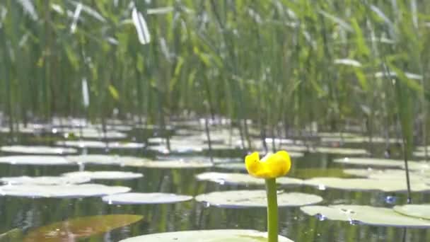 Florescendo Amarelo Nuphar Lutea Fundo Natural — Vídeo de Stock