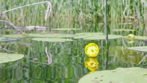 Bloeiende Gele Nuphar Lutea Natuurlijke Achtergrond — Stockvideo