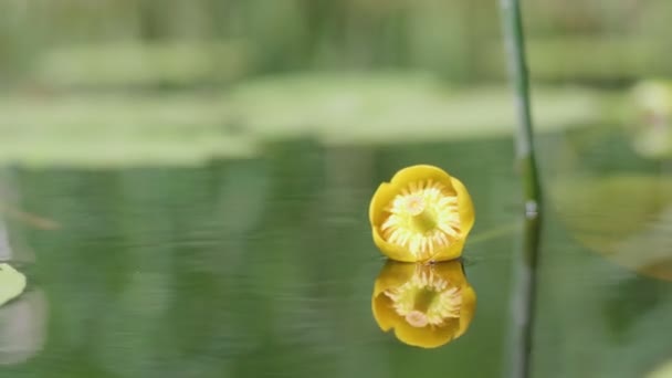 Kvetoucí Žlutý Nuphar Lutea Přírodním Pozadí — Stock video