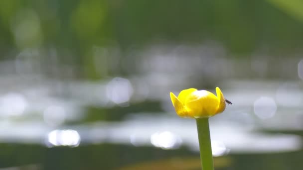 Blooming Yellow Nuphar Lutea Natural Background — Stock Video