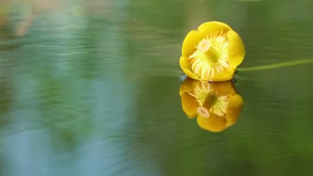 Bloeiende Gele Nuphar Lutea Natuurlijke Achtergrond — Stockvideo