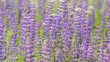 Lupine çiçek alanı yavaş hareket atış