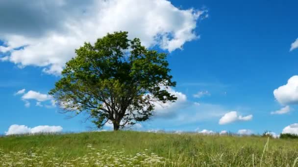 Zeitraffer Aufnahme Eines Einsamen Ahorns Gegen Den Wolkenverhangenen Himmel — Stockvideo