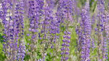 Lupine çiçek alanı yavaş hareket atış
