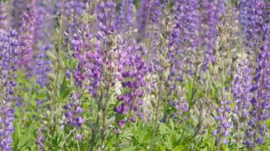 Lupine çiçek alanı yavaş hareket atış