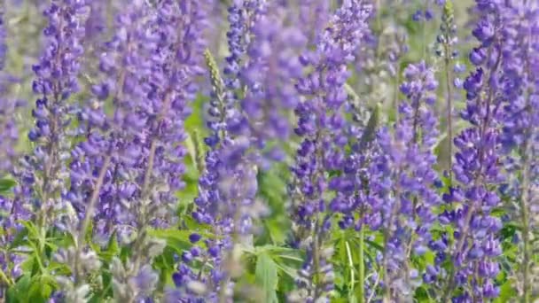 Slow Motion Strzał Pola Kwiatów Lupine — Wideo stockowe