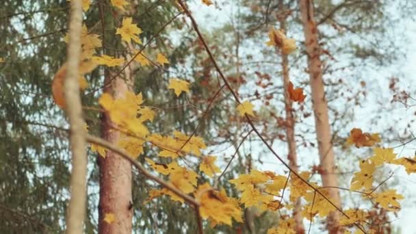 Captura Cámara Lenta Las Hojas Otoño Que Caen Árboles Bosque — Vídeos de Stock