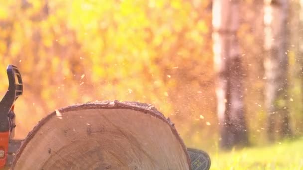 Motorsäge Fällt Baum Wald Zur Weiterverarbeitung Von Holz — Stockvideo