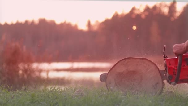 Motorsäge Fällt Baum Wald Zur Weiterverarbeitung Von Holz — Stockvideo