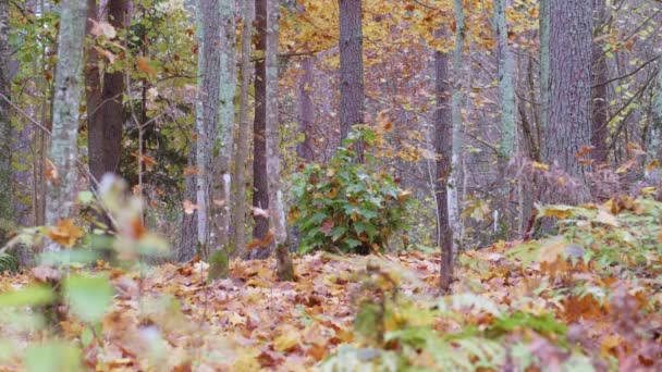 Lento Tiro Movimento Queda Folhas Outono Árvores Floresta Outonal — Vídeo de Stock