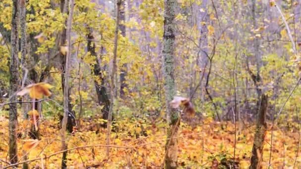 Slow Motion Shot Van Vallende Herfstbladen Bomen Het Herfstbos — Stockvideo