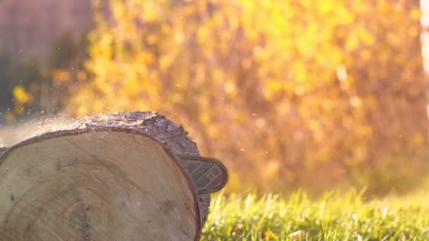 Slow Motion Shot Chain Saw Cuts Tree Forest Further Processing — Stock Video