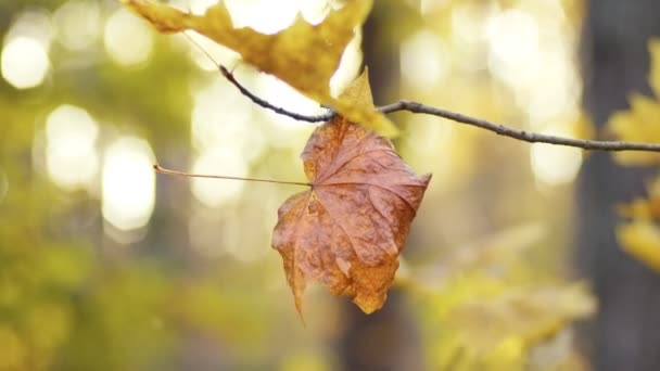 太陽の光を背景に 孤独な紅葉の葉のショット コンセプト クローズアップ — ストック動画