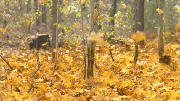 Slow Motion Shot Van Vallende Herfstbladen Bomen Het Herfstbos — Stockvideo