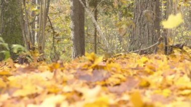 Düşen sonbahar yapraklarının yavaş çekimi. Sonbahar ormanlarındaki ağaçlar.