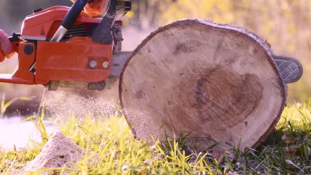 Plan Ralenti Tronçonneuses Chaîne Coupant Des Arbres Forêt Pour Traitement — Video